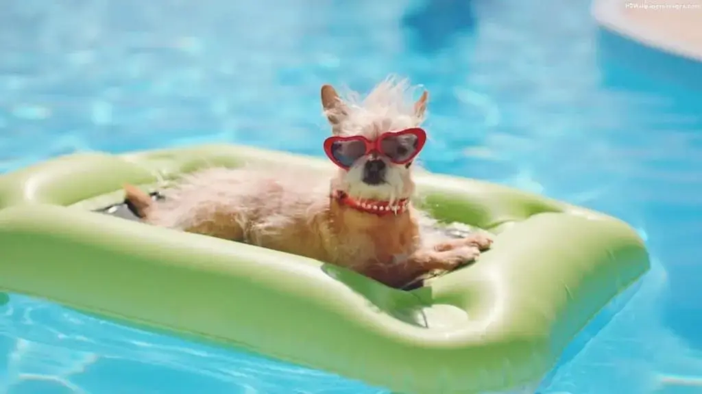 dog-pool-jpg-3