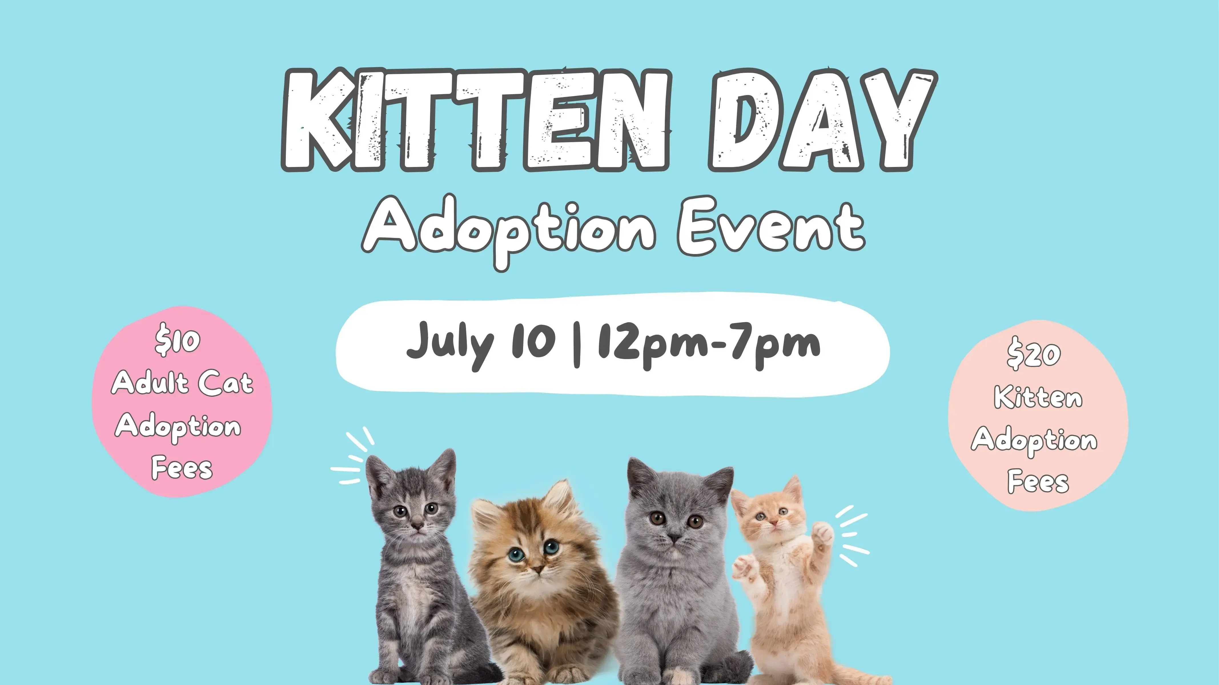 kitten-day-adoption-event-jpg