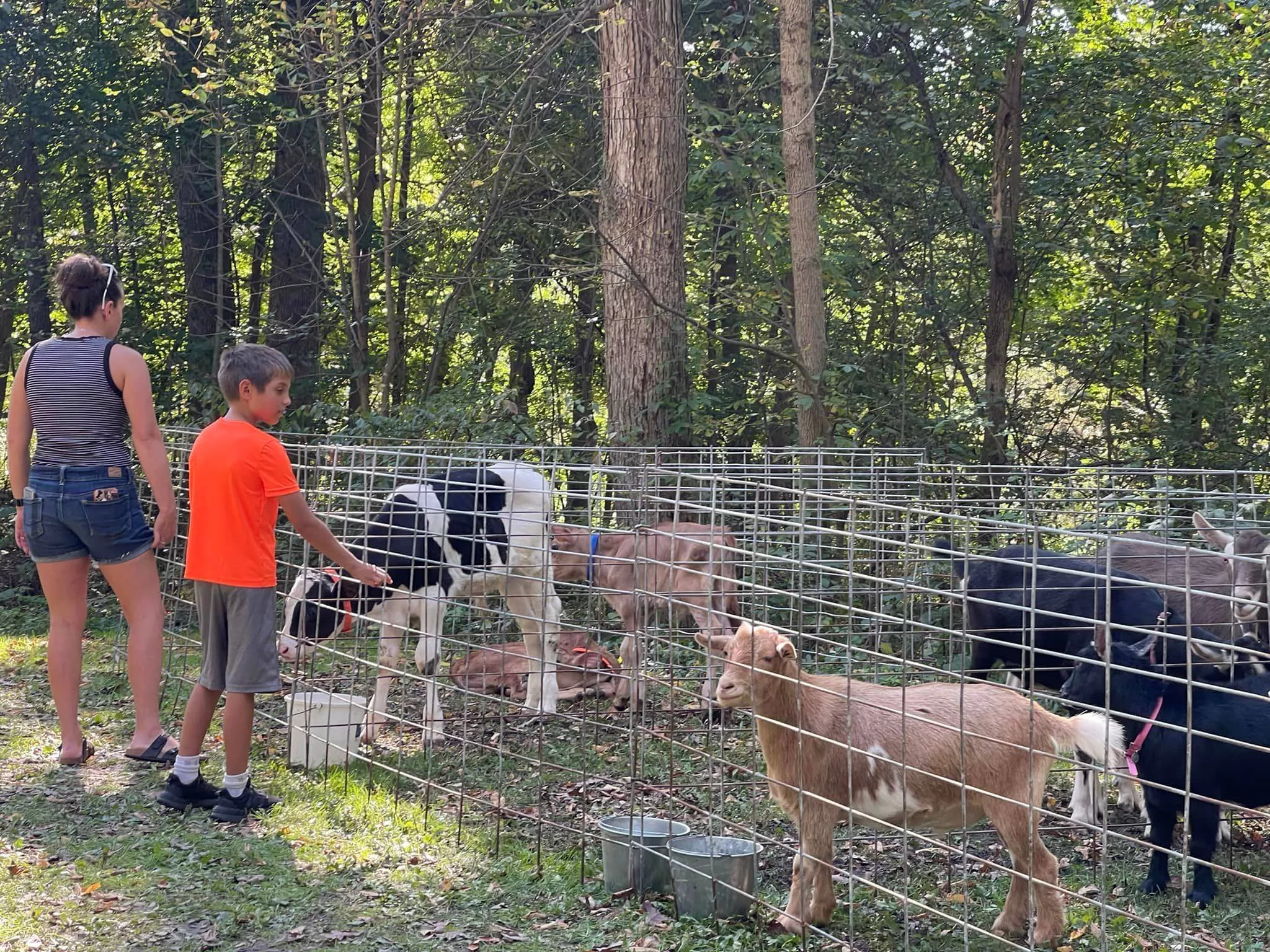 petting-zoo-jpg-3