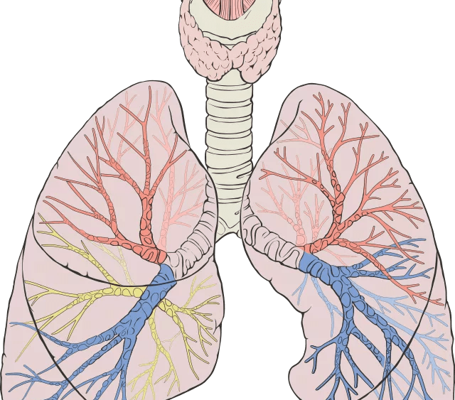 lungs_diagram_detailed-svg-png-2