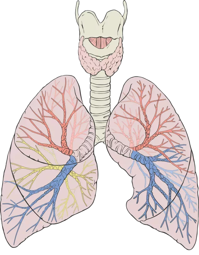 lungs_diagram_detailed-svg-png-2