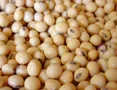 screenshot-2025-03-05-soybeans-image-search-results-png