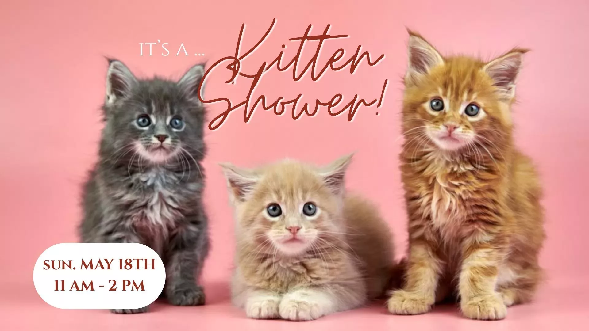kitten-shower-jpg