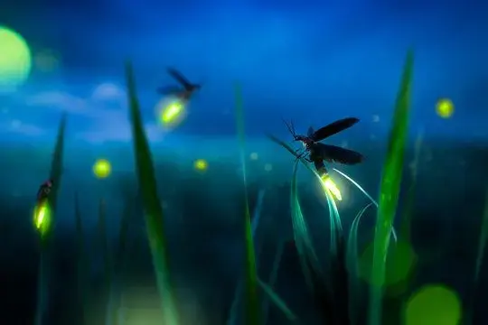 fireflies-jpg-2