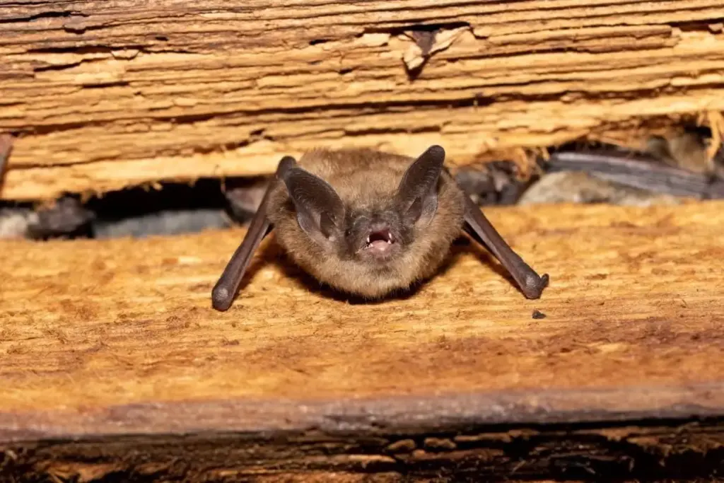 bat-jpeg