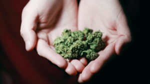 Marijuana bud clasped between two hands