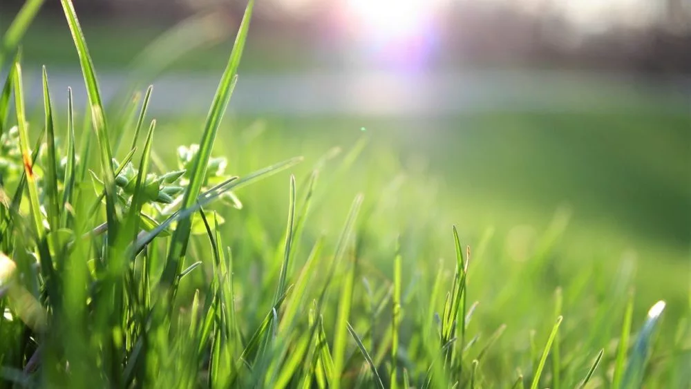 Photo shows grass.