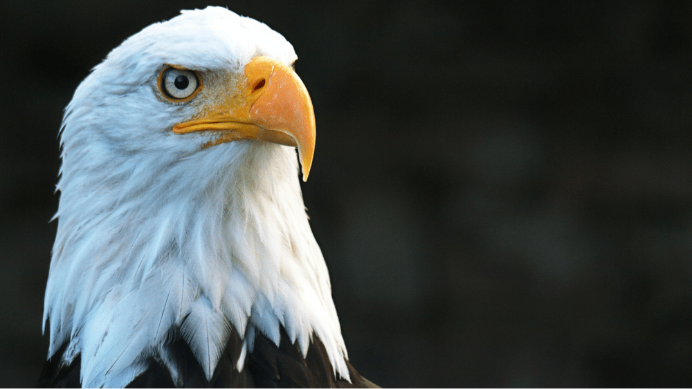 Bald Eagle staring at camera