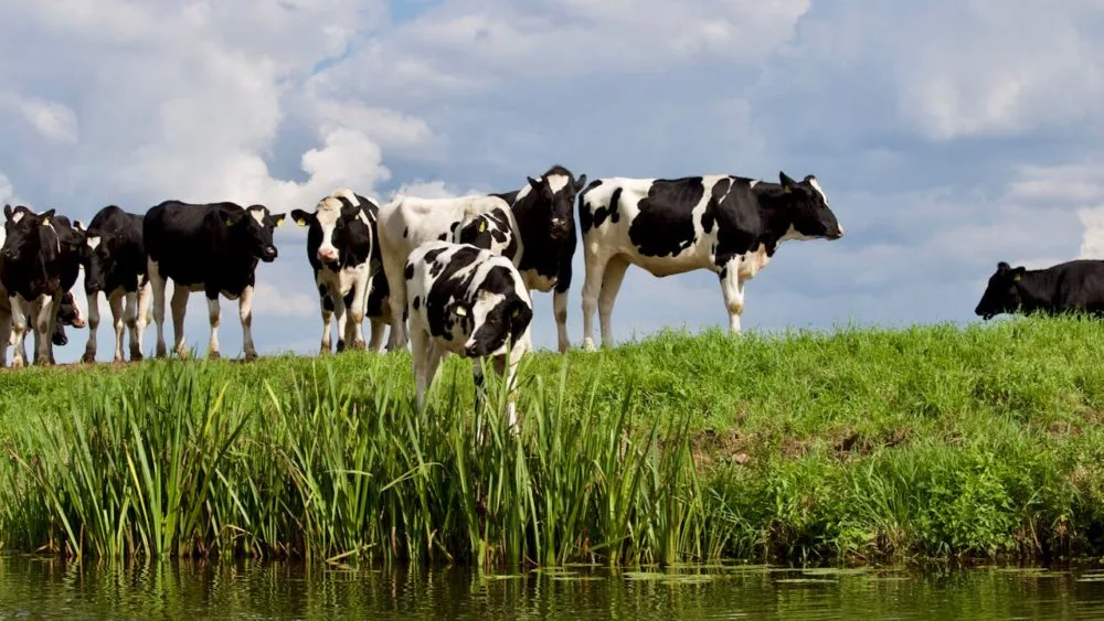 Cows shown standing near pond.