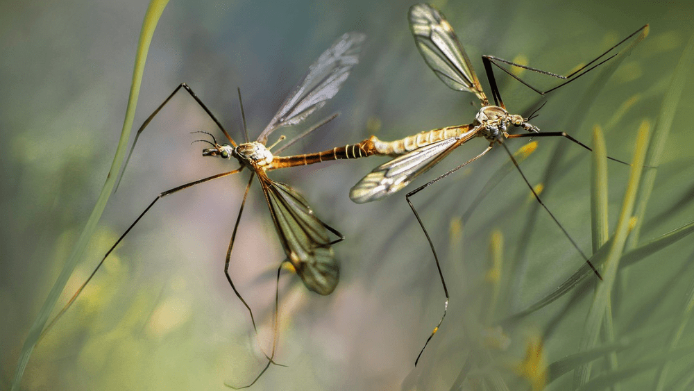 two mosquitoes