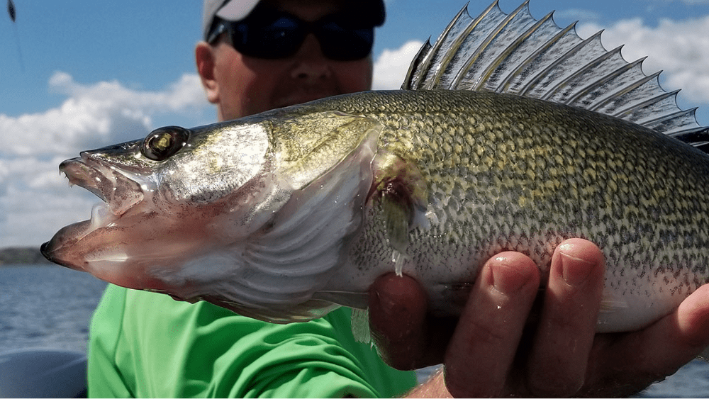 North Dakota fisheries producing record numbers of Walleye in 2024 ...