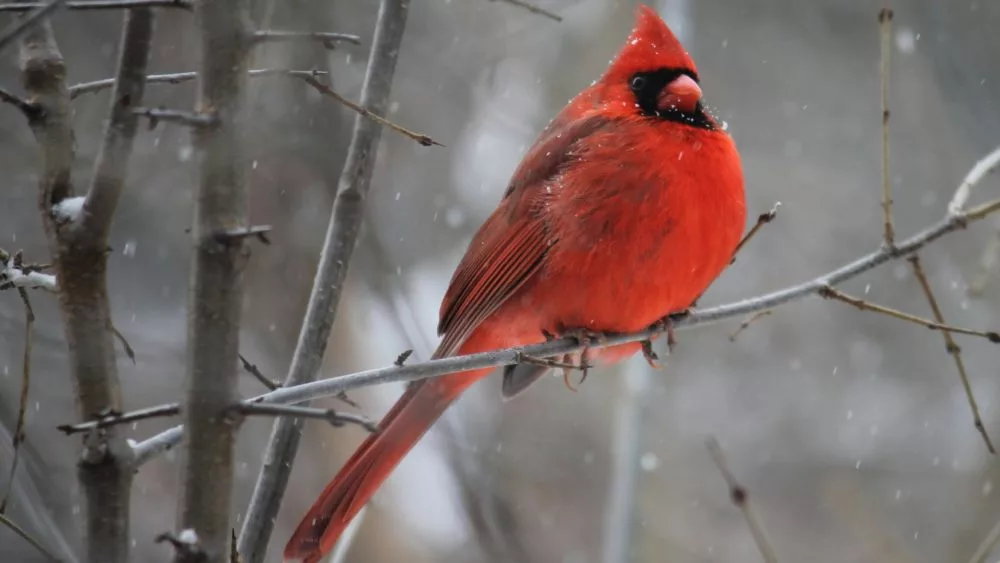 Cardinal in winter