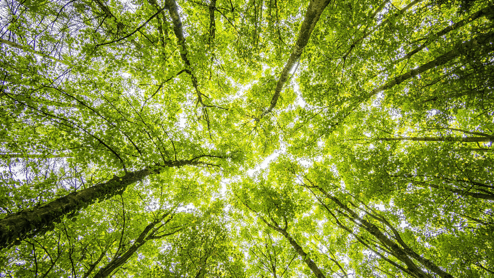 Tree Canopy stock photo