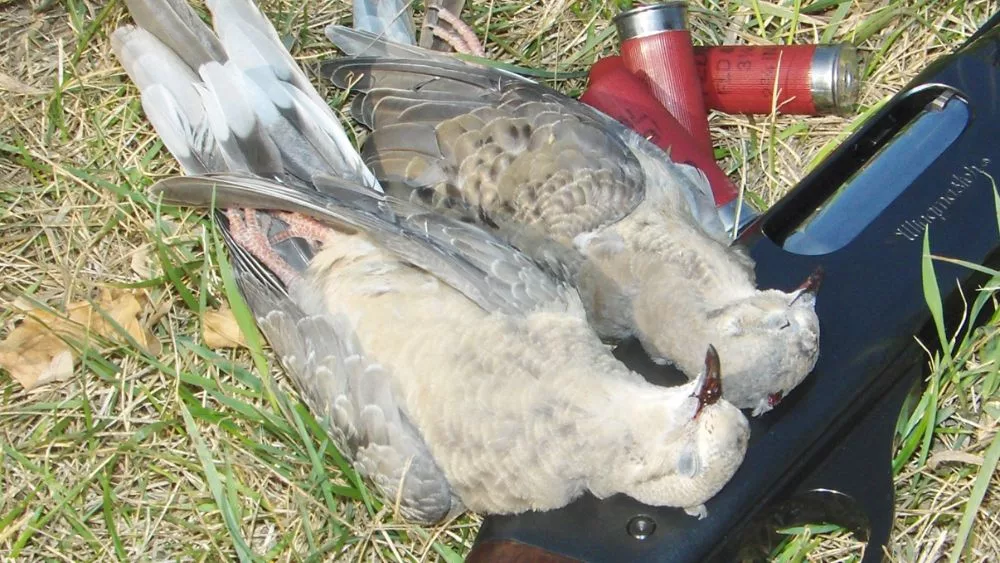 2 Doves laying on a shotgun next to shotgun shells