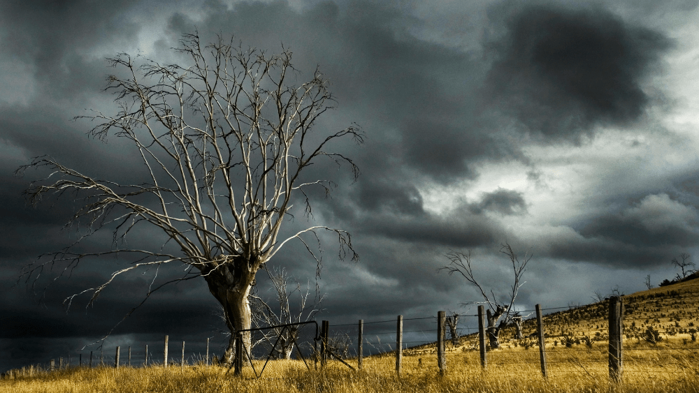 Dried tree standing in a field