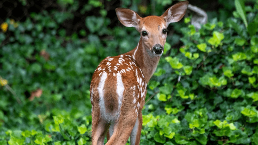 White tail deer