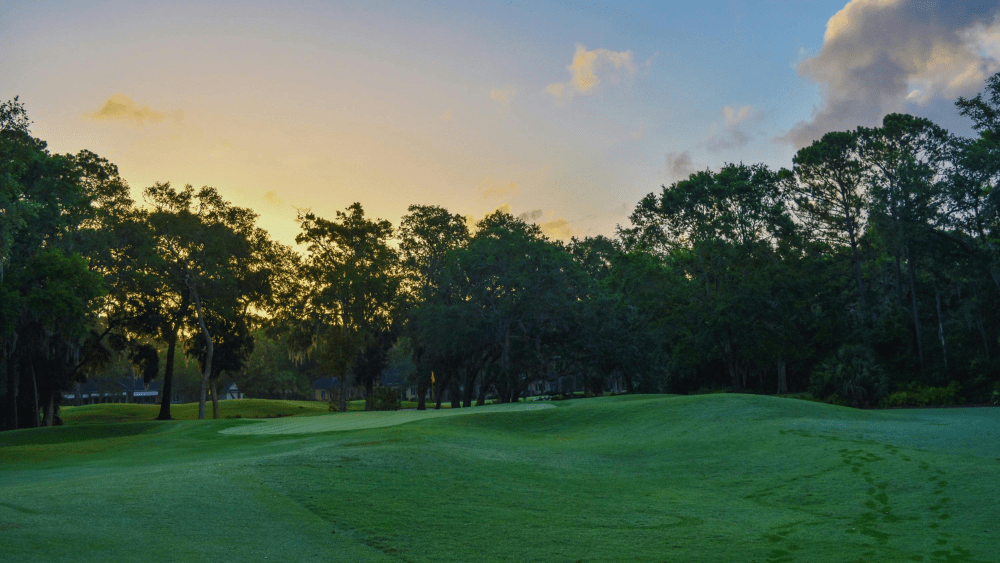 Trees in a park setting.