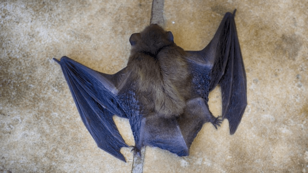 a bat with outstretched wings