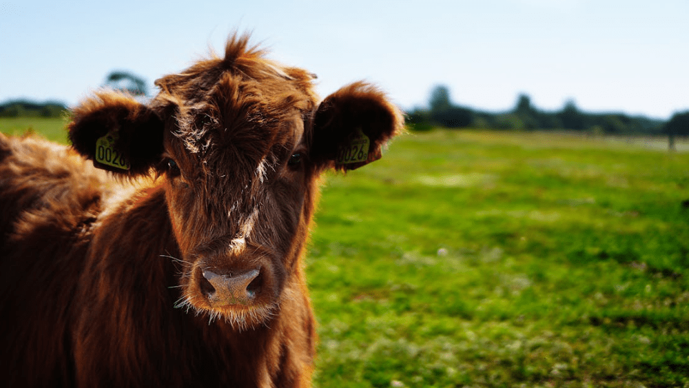 Cattle in a field stock image