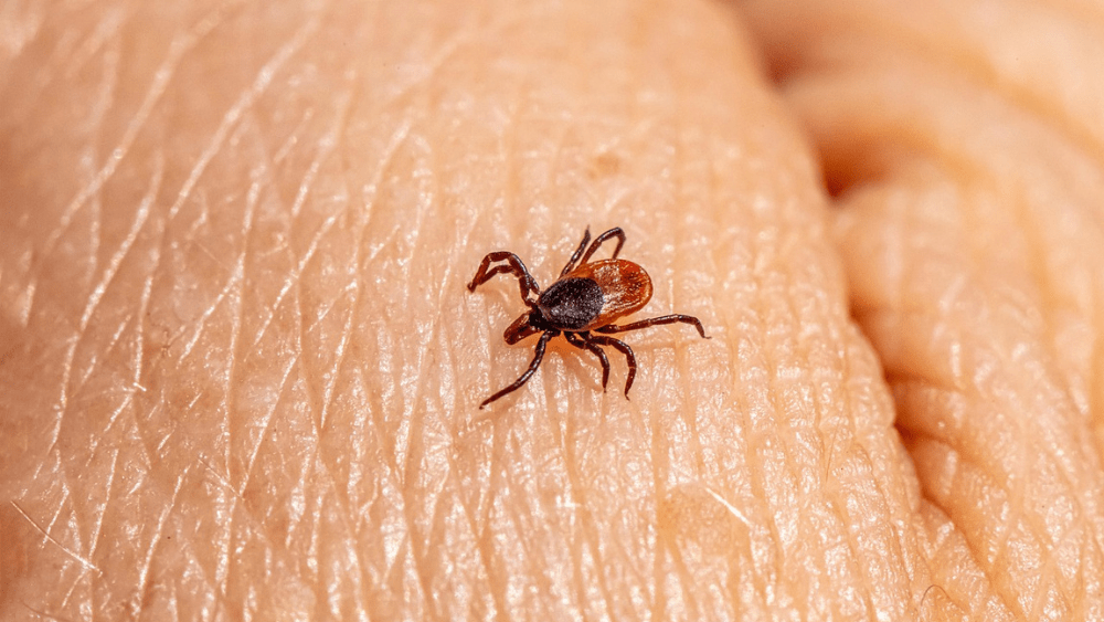 tick