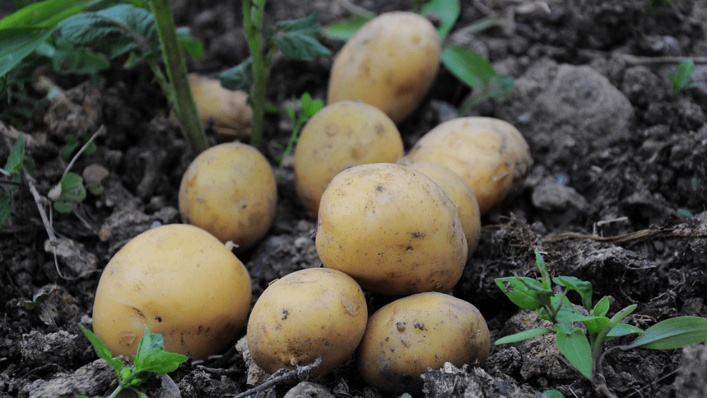 Image of potatoes in a field