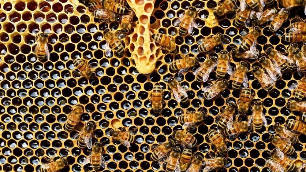 Honey