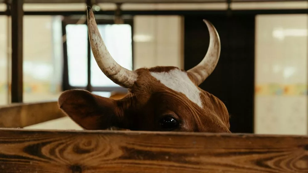 Bull
