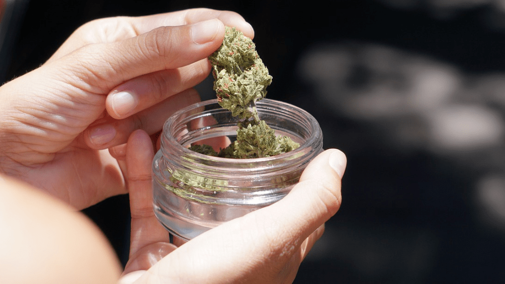 Woman holding cannabis flower