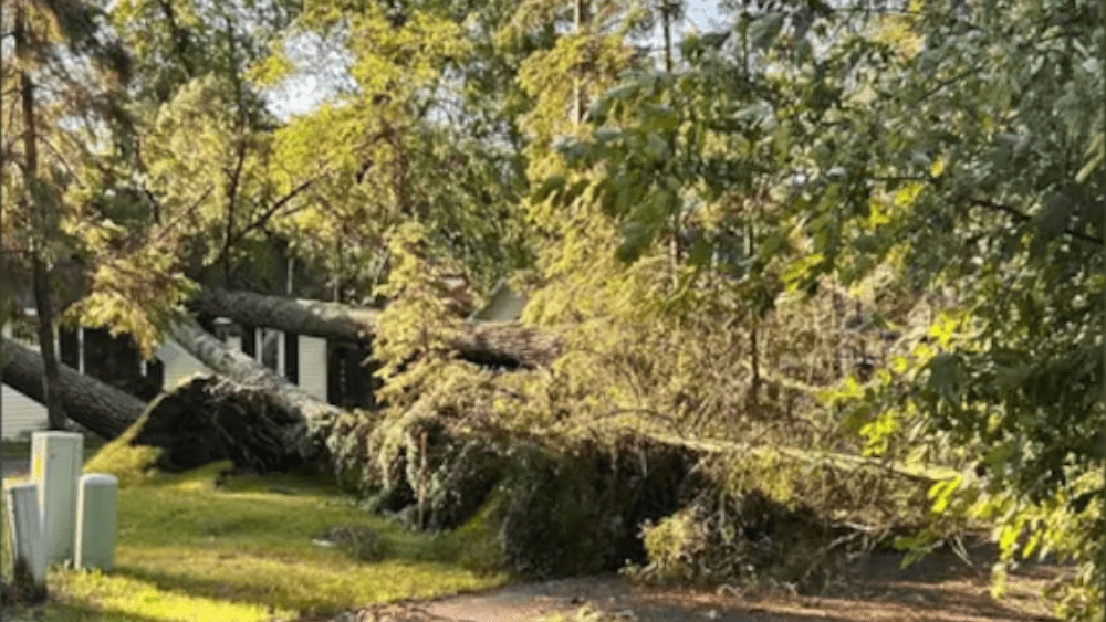 Image of downed trees in Bemidji MN
