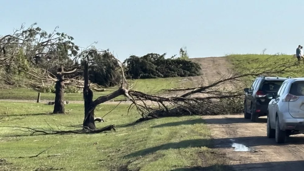 Image of downed tree near Enderlin