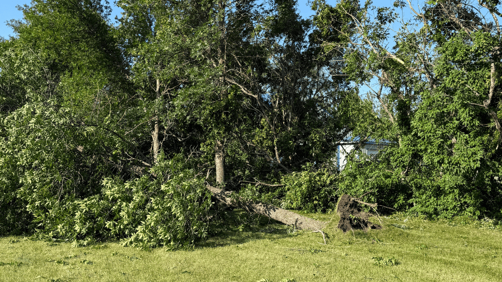 Image of downed tree in Hunter ND