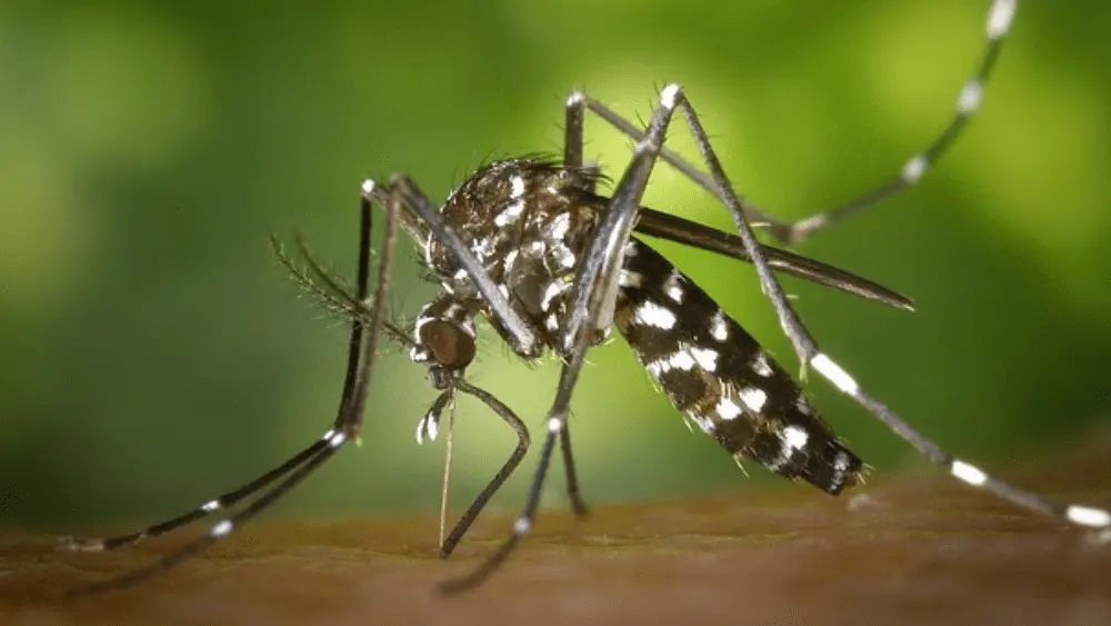a mosquito on a person's skin