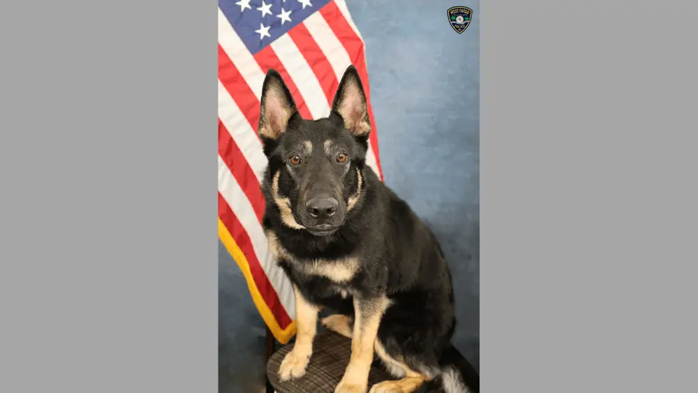 Image of K9 member "Q" posing for a picture