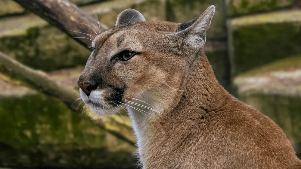 Image of mountain lion