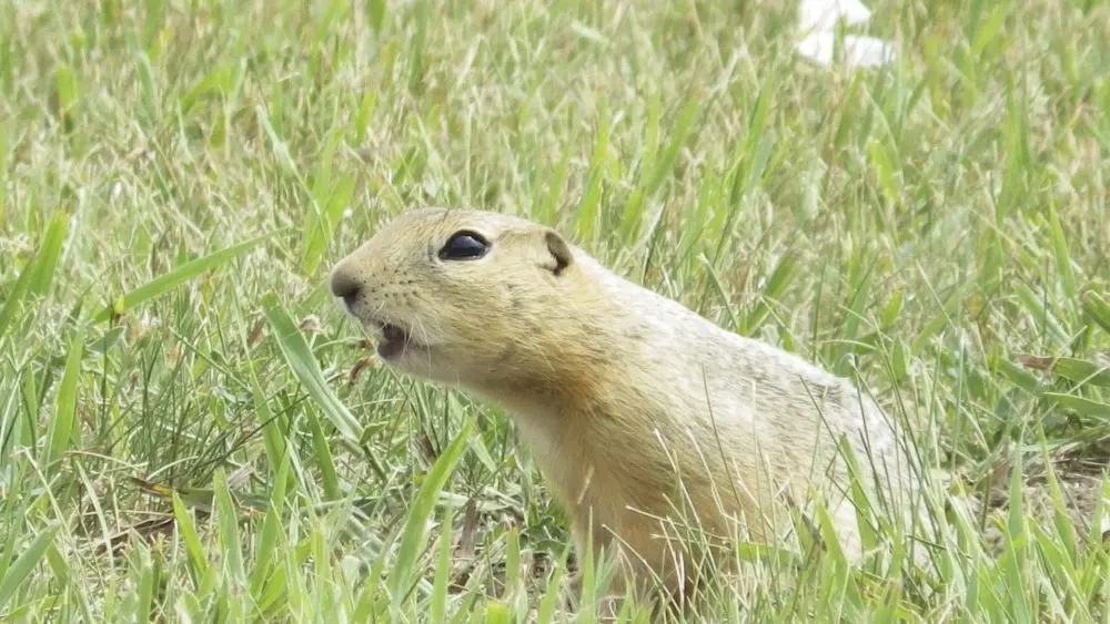 Image of ground squirrel