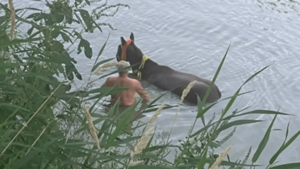 Image of man trying to rescue the horse in the river