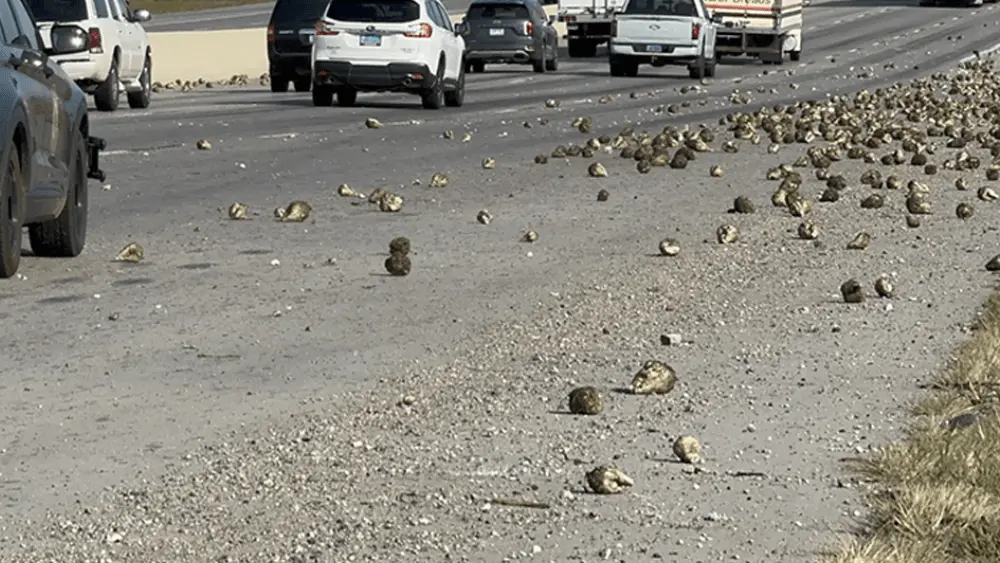 Image of sugar beets on roadway