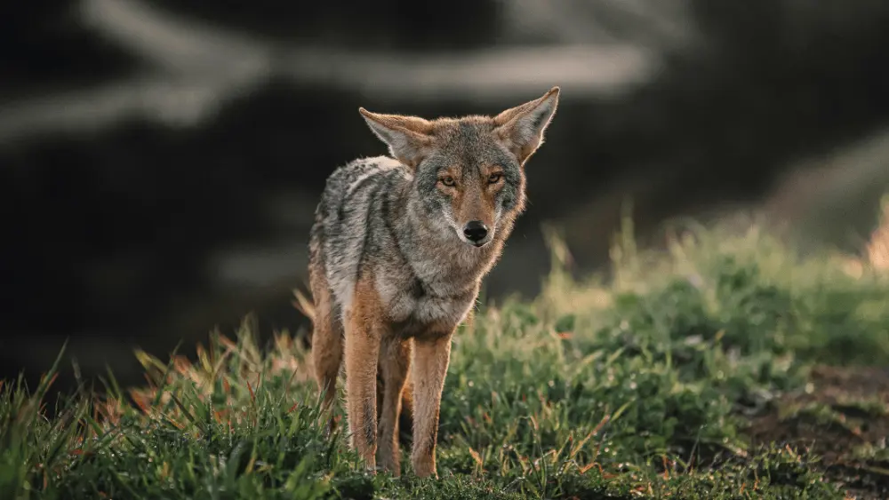 Coyote
