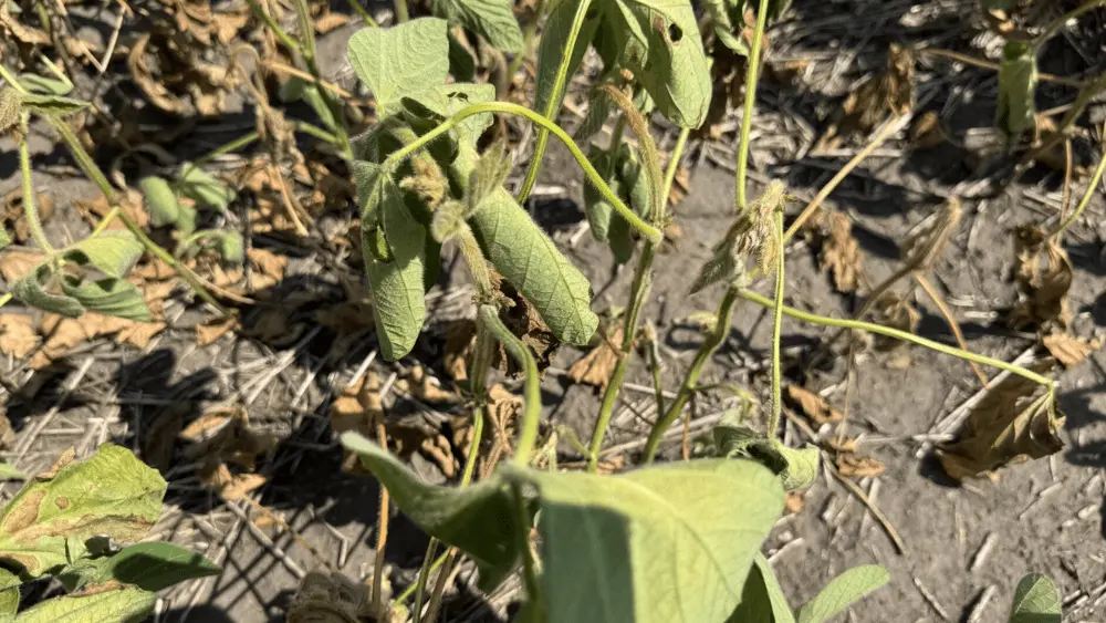 A soybean plant suffers from a lack of moisture in a sandy area of field in Griggs County^ North Dakota^ on July 31^ 2026. (Photo courtesy of Jeff Stachler/NDSU Extension)