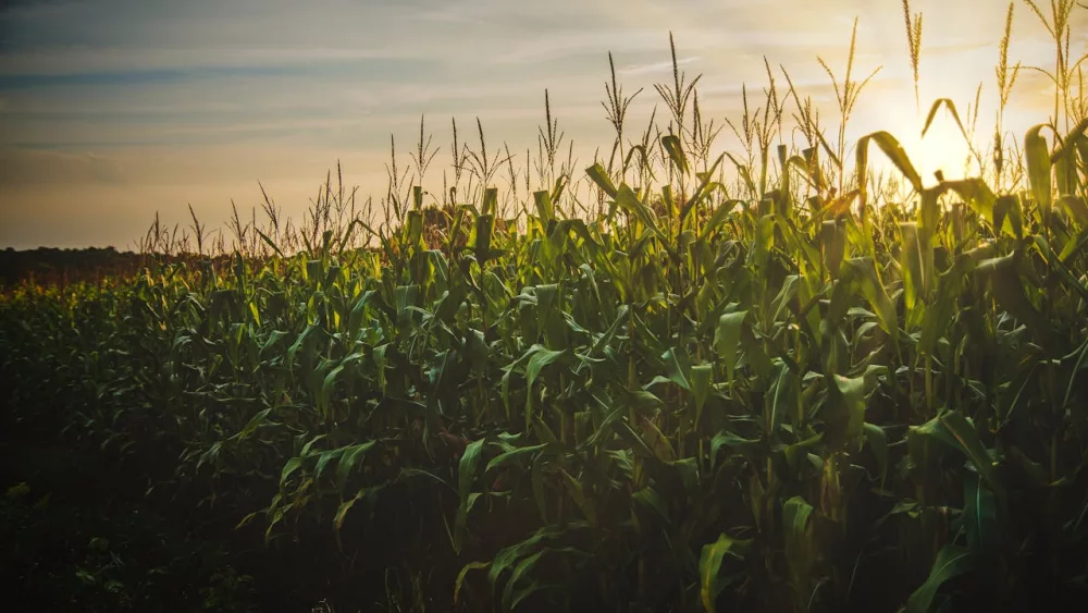 Photo shows corn growing in field.