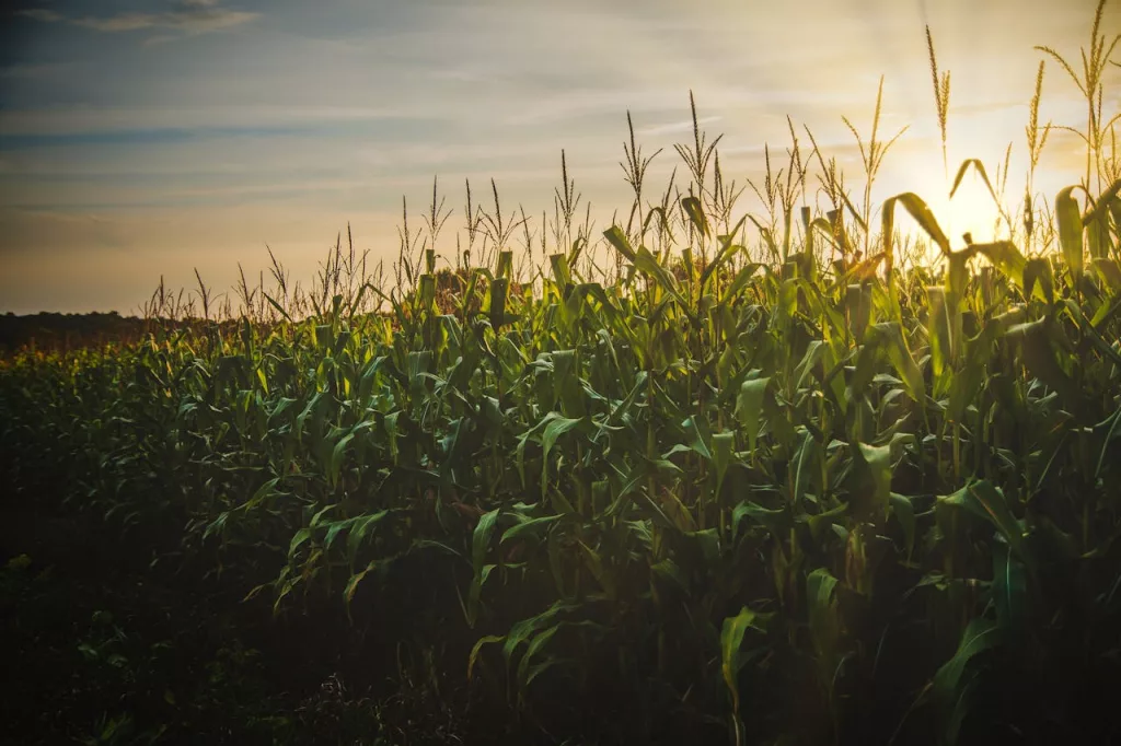 Photo shows corn growing in field.