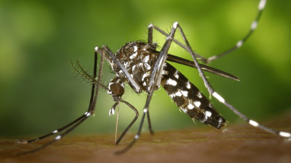 a mosquito on a person's skin