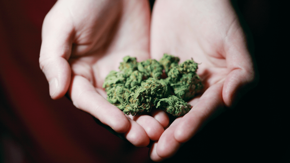 Marijuana bud clasped between two hands