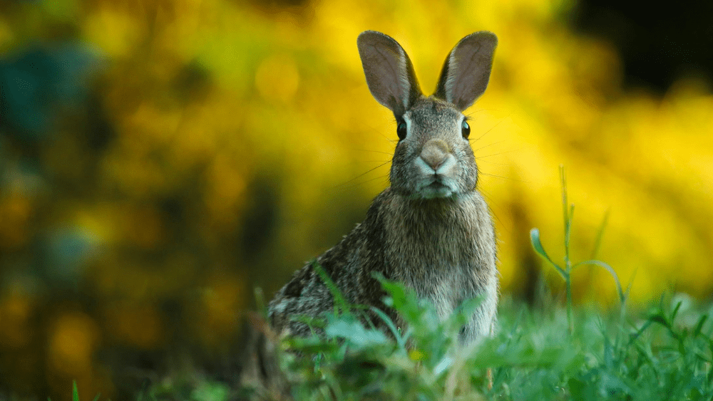 a rabbit sitting in a field