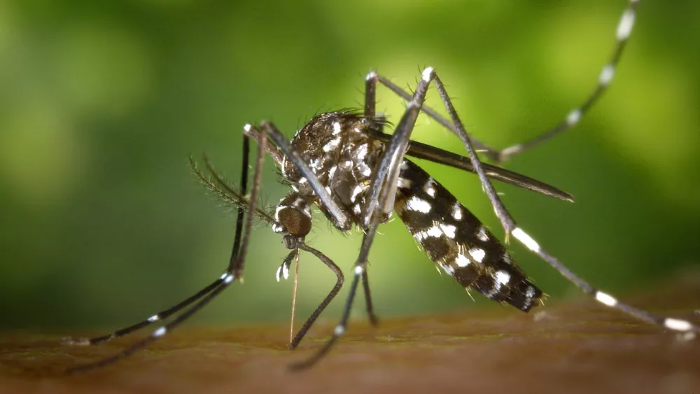 Photo shows close up image of mosquito.