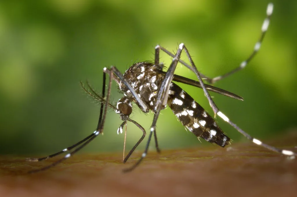 Photo shows close up image of mosquito.