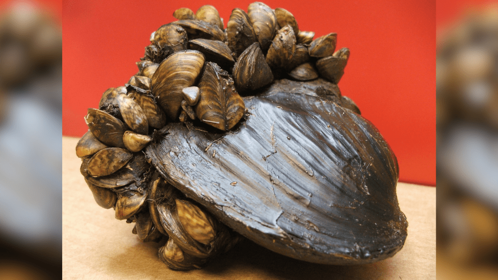 Zebra Mussels discovered in several western Minnesota lakes | WDAY ...