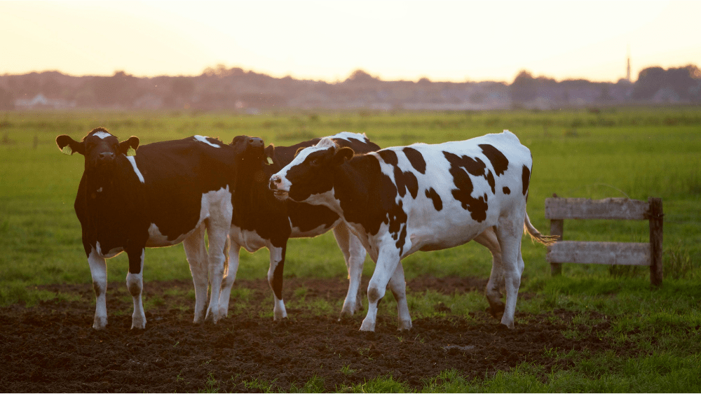 Several cows in a field