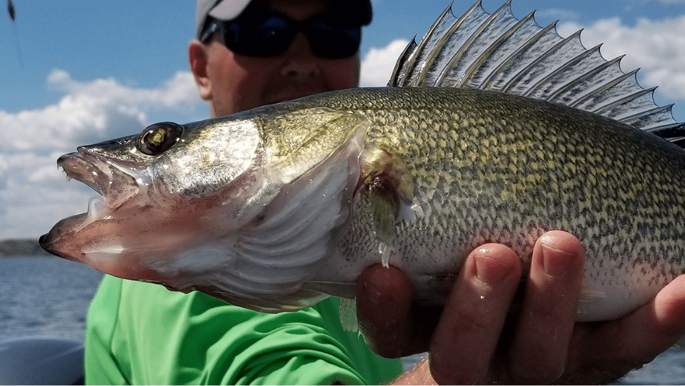 Walleye in the hand of an angler