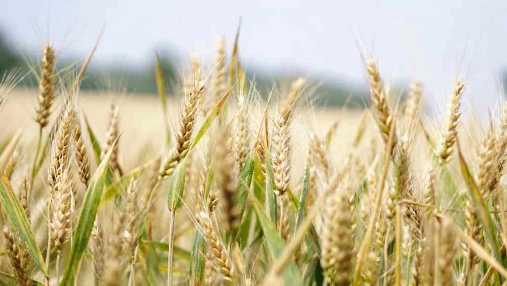 Photo shows wheat growing in field